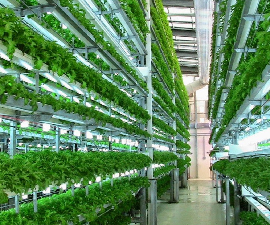 Vertical Farming and Plant Factory Market